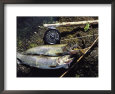 A Pair of Cutthroat Trout, Salmo Clarki, and a Reel Lie on a Bank