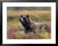 Grizzly Bear Surrounded by Fall Colors of Denali National Park, Alaska, USA
