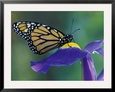 Monarch butterfly on Iris, Bloomfield Hills, Michigan, USA