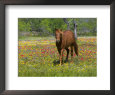 Quarter Horse in Wildflower Field Near Cuero, Texas, USA